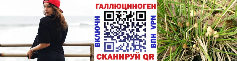 Купить  Ершов  Галлюциногенные грибы Psilocybe 